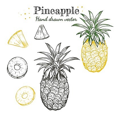 EPS 해외이미지 식물 손 디자인 선 조각 잎 과일 일러스트 자연 디저트 건강 미술 초록색 세트 노란색 수확 신선 달콤 스케치 심볼 파인애플 메뉴 그림 유기농 날것 하와이 손그림 내추럴 고립 숙성 채식주의자 현실 해외일러스트 웰빙 음식 컬러 농업 문화예술 신체부위 미국 맛 열대과일 생태계 채식 파일형식 벡터 이미지허브