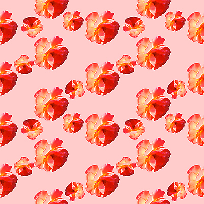 포토 JPG 해외이미지 꽃 분홍색 백그라운드 패턴 사람없음 패턴백그라운드 해외포토 식물 컬러 무늬 파일형식 이미지허브