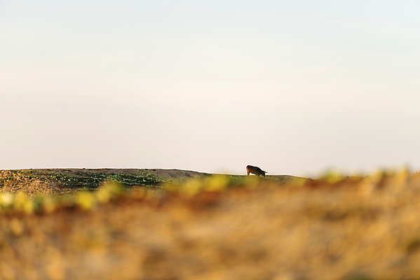 포토 JPG 해외이미지 동물 응시 밭 농업 포유류 자연 산 뿔 사람없음 가로 초록색 농장 갈색 가축 목장 소고기 우유 흰색 시골 소 고독 군중 농부 방목 호기심 황소 송아지 밭일 혼자 수평선 해외포토 직업 시선 감정 산업 새끼 컬러 컨셉 유제품 육류 사람 축산업 생태계 파일형식 이미지허브