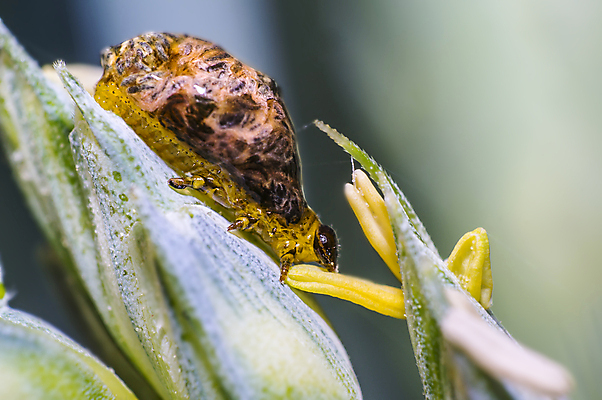 포토 JPG 해외이미지 식물 동물 꽃 야생동물 곤충 백그라운드 절지류 신체 자연 휴식 사람없음 빨간색 초록색 반짝임 뷰티 갈색 환경 정원 검은색 봄 줄무늬 흰색 구출 닫기 벌레 딱정벌레 묘사 무당벌레 내추럴 고립 동물상 해외포토 계절 컬러 컨셉 무늬 모션 조형물 도움 생태계 파일형식 이미지허브