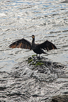 포토 JPG 해외이미지 바다 조류 이끼 사람없음 물 돌_바위 날갯짓 해외포토 자연요소 동물 파일형식 이미지허브