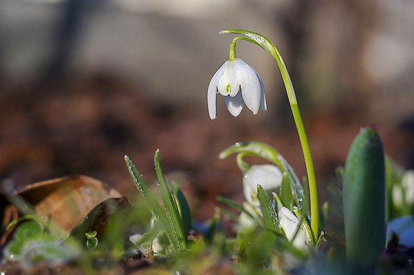 포토 JPG 해외이미지 꽃잎 꽃 사람없음 아웃포커스 개화 스노드롭 해외포토 식물 촬영기법 파일형식 이미지허브