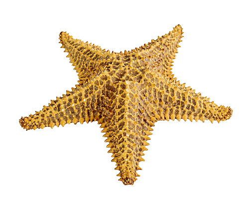 포토 JPG 해외이미지 스튜디오촬영 모양 동물 디자인 별 음식 바다 섬 여행 백그라운드 패턴 자연 조개 불가사리 생물 연체동물 어류 해변 사람없음 장식 파란색 수중 껍질 흰색 4 가시 정상 가죽 자르기 묘사 오브젝트 질감 생물학 소금 라임 태평양 암초 수족관 가리비 원시시대 고립 해외포토 자연요소 교육 컬러 무늬 과일 모션 어패류 극피동물 무척추동물 실내 숫자 수중동물 역사 생태계 파일형식 이미지허브