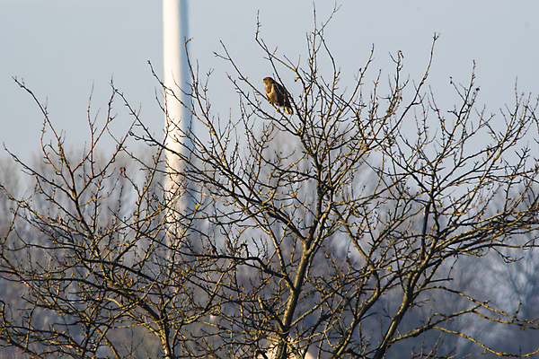 포토 JPG 해외이미지 동물 야생동물 백그라운드 날개 자연 조류 하늘 풍경 사람없음 여름 봄 쌍 숲 먹이 깃털 기중기 사냥 육식동물 사냥꾼 내추럴 해외포토 직업 계절 중장비 생태계 파일형식 이미지허브