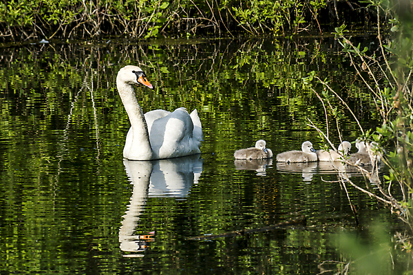 포토 JPG 해외이미지 나무 동물 계절 공원 행복 호수 야생동물 어린이 여행 백그라운드 날개 가족 자연 조류 엄마 건강 사랑 사람 풍경 성인 사람없음 야외 초록색 물 여름 파란색 빛 강 태양 뷰티 반사 소풍 평화 봄 흰색 하트 아기 우아함 숲 깃털 부리 백조 장면 해외포토 자연요소 모양 식물 공공시설 감정 컬러 컨셉 관계 야외활동 생태계 파일형식 이미지허브