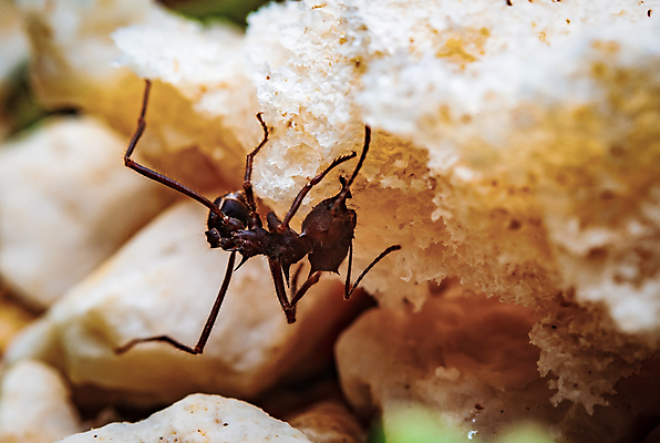 포토 JPG 해외이미지 동물 야생동물 곤충 자연 생물 안테나 사람없음 야외 갈색 걷기 힘 작업 가시 벌레 작음 자르기 생물학 바쁨 개미 리빙 적재 생태학 커터 해외포토 교육 컬러 통신 모션 크기 생태계 파일형식 이미지허브