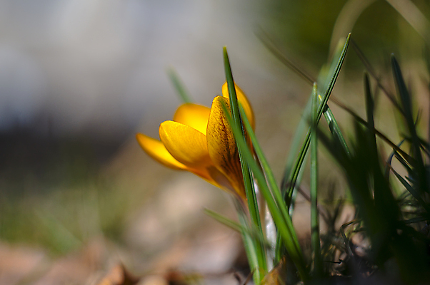 포토 JPG 해외이미지 식물 계절 꽃잎 꽃 분홍색 백그라운드 겨울 꽃무늬 봄꽃 자연 부활절 사람없음 야외 초록색 파란색 컬러풀 뷰티 노란색 정원 맑음 보라색 봄 성장 벚꽃 인사 개화 4월 다발 제비꽃 엽서 라일락 내추럴 사프란 헌병 해외포토 기념일 컬러 무늬 날씨 군인 예절 날짜 편지 향신료 생태계 파일형식 이미지허브