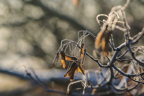 포토 JPG 해외이미지 식물 계절 꽃 백그라운드 잎 겨울 자연 유리 벽지 아침 사람없음 초록색 정원 냉동 얼음 추위 백발 가을 나뭇가지 눈송이 시원함 12월 11월 크리스탈 관목 서리 온도 내추럴 반투명 눈내림 해외포토 주간 자연요소 나무 헤어스타일 컬러 재질 눈_날씨 날짜 광석 생태계 파일형식 이미지허브