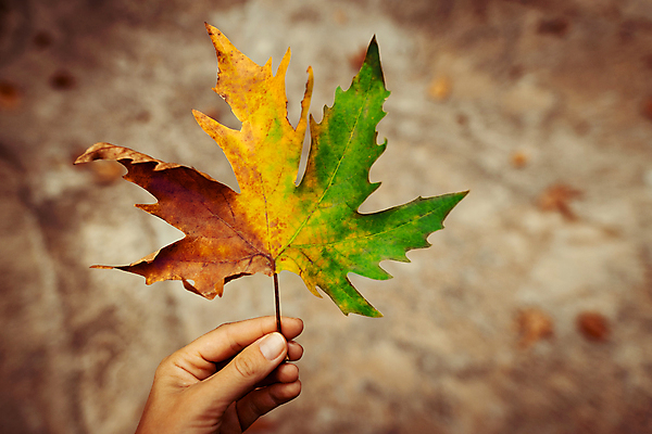 포토 JPG 해외이미지 나무 손 계절 여자 백그라운드 단풍 잎 오렌지 자연 건조 사람 사람없음 야외 초록색 컬러풀 뷰티 노란색 환경 정원 가을 잡기 변화 황금 닫기 숲 오브젝트 호기심 순환 내추럴 삼색 해외포토 식물 감정 컬러 컨셉 과일 모션 신체부위 생태계 파일형식 이미지허브