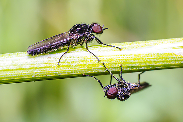 포토 JPG 해외이미지 식물 동물 꽃 야생동물 곤충 백그라운드 절지류 신체 자연 휴식 사람없음 빨간색 초록색 빛 뷰티 갈색 노란색 환경 정원 검은색 봄 줄무늬 젖음 흰색 구출 닫기 벌레 숲 딱정벌레 묘사 무당벌레 병정 내추럴 고립 동물상 해외포토 계절 컬러 컨셉 무늬 모션 조형물 도움 생태계 파일형식 이미지허브