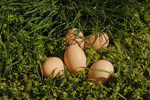 포토 JPG 해외이미지 식물 전통 계절 꽃 행복 음식 백그라운드 컨셉 농업 다이어트 자연 휴가 부활절 건강 사람없음 장식 초록색 컬러풀 농장 정원 계란 축제 치킨 봄 시골 축하 그룹 수집 심볼 오브젝트 에코 유기농 사냥 날것 내추럴 단백질 해외포토 웰빙 기념일 감정 산업 컬러 환경 알 생태계 닭고기요리 영양소 파일형식 이미지허브