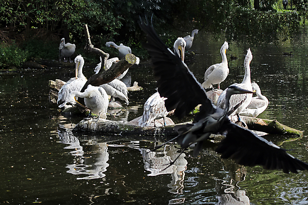 포토 JPG 해외이미지 나무 동물 공원 유럽 호수 야생동물 여행 백그라운드 날개 가족 자연 조류 낚시 동물원 사람없음 야외 초록색 물 강 뷰티 반사 정원 흰색 연못 그룹 큼 펠리컨 깃털 부리 물새 내추럴 동물상 해외포토 자연요소 식물 공공시설 나라 컬러 관계 레저 조형물 크기 생태계 파일형식 이미지허브