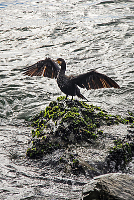 포토 JPG 해외이미지 바다 조류 이끼 사람없음 물 돌_바위 날갯짓 해외포토 자연요소 동물 파일형식 이미지허브