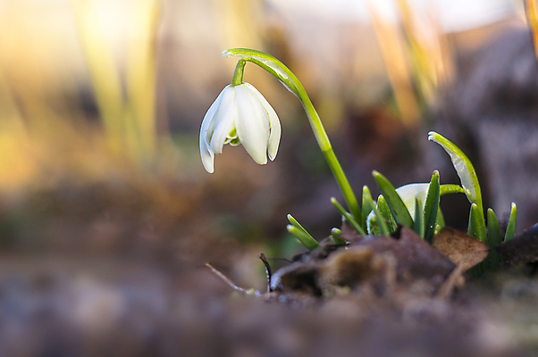 포토 JPG 해외이미지 꽃잎 꽃 사람없음 아웃포커스 개화 스노드롭 해외포토 식물 촬영기법 파일형식 이미지허브