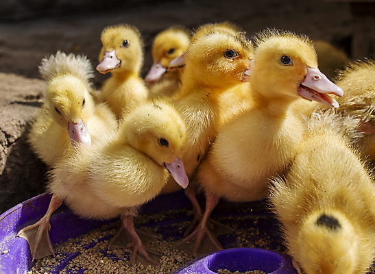 포토 JPG 해외이미지 동물 산업 음료 농업 날개 가정 포옹 자연 조류 주택 오리 사람없음 야외 물 뷰티 농장 노란색 치킨 봄 산책 성장 아기 신생아 그룹 작음 낟알 먹기 브라질 솜털 기르기 무료 인플루엔자 해외포토 자연요소 계절 컬러 안기 모션 휴식 사람 건물 남아메리카 바이러스 크기 생태계 닭고기요리 돌봄 파일형식 이미지허브