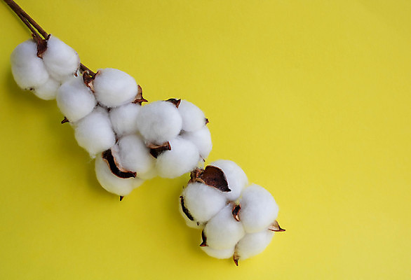 포토 JPG 해외이미지 사람없음 면 오브젝트 유기농 부드러움 노란배경 목화꽃 목화솜 해외포토 웰빙 꽃 백그라운드 노란색 감각 솜 파일형식 이미지허브
