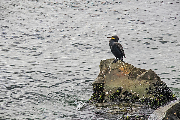 포토 JPG 해외이미지 바다 조류 사람없음 물 돌_바위 해외포토 자연요소 동물 파일형식 이미지허브
