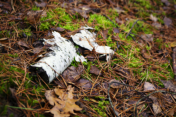 포토 JPG 해외이미지 나무 식물 계절 공원 백그라운드 잎 자연 풍경 사람없음 야외 목재 빨간색 초록색 컬러풀 뷰티 갈색 노란색 환경 가을 나뭇가지 죽음 황금 숲 신비 명상 질감 통나무 장면 나무껍질 자작나무 10월 내추럴 동물상 해외포토 공공시설 컬러 컨셉 재료 조형물 껍질 날짜 생태계 파일형식 이미지허브