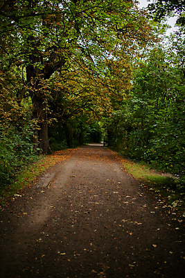 포토 JPG 해외이미지 나무 식물 공원 도로 길 백그라운드 낙엽 잎 건축양식 자연 하늘 사람없음 야외 초록색 햇빛 정원 어둠 나뭇가지 신선 도시 숲 신비 오솔길 그림 유기농 통나무 내추럴 해외포토 웰빙 공공시설 건축 컬러 컨셉 교통시설 태양 생태계 파일형식 이미지허브
