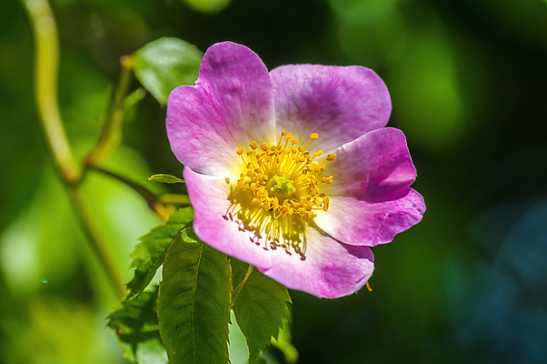 포토 JPG 해외이미지 식물 디자인 계절 꽃잎 꽃 분홍색 결혼 백그라운드 꽃무늬 자연 벽지 새로움 프레임 발렌타인데이 사랑 미술 사람없음 빛 태양 뷰티 장미 정원 보라색 봄 성장 벚꽃 흰색 신선 체리 닫기 4월 원예 보케 부드러움 내추럴 고립 블러 파스텔톤 카피스페이스 해외포토 자연요소 감정 컬러 컨셉 무늬 과일 모션 데이이벤트 문화예술 이벤트 취미 공백 감각 날짜 생태계 파일형식 이미지허브