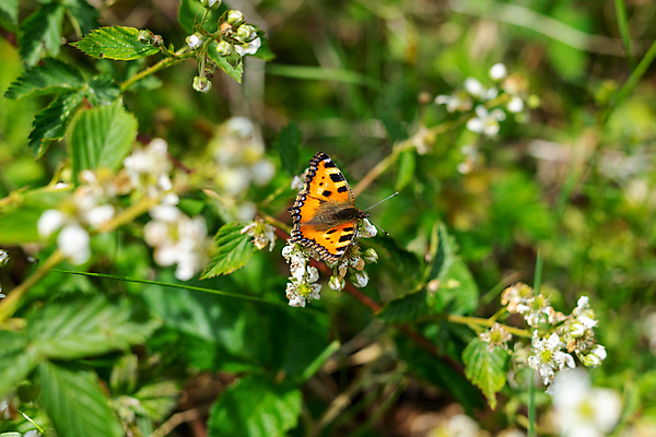 포토 JPG 해외이미지 나무 식물 동물 공원 야생동물 나비 곤충 백그라운드 잎 오렌지 자연 사람없음 야외 목재 빨간색 초록색 뷰티 갈색 노란색 환경 버섯 봄 흰색 숲 캘리포니아 내추럴 수유 해외포토 계절 공공시설 컬러 과일 재료 미국 생태계 파일형식 이미지허브