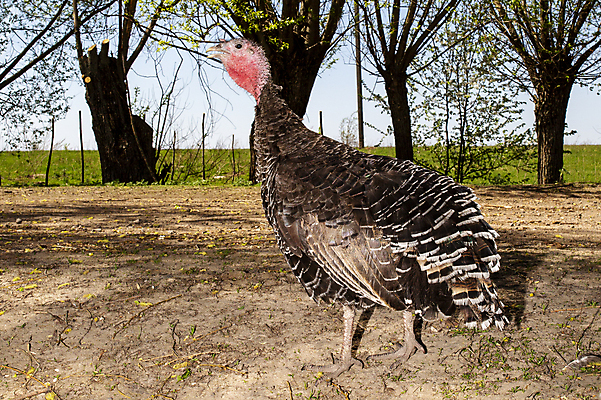포토 JPG 해외이미지 동물 남자 야생동물 음식 밭 자연 조류 수염 육류 사람없음 야외 빨간색 초록색 농장 갈색 어둠 가축 봄 전시 수확 숲 큼 깃털 꼬리 사냥 추수감사절 칠면조 짝짓기 밭일 해외포토 계절 기독교 컬러 농업 식재료 사람 크기 생태계 파일형식 이미지허브