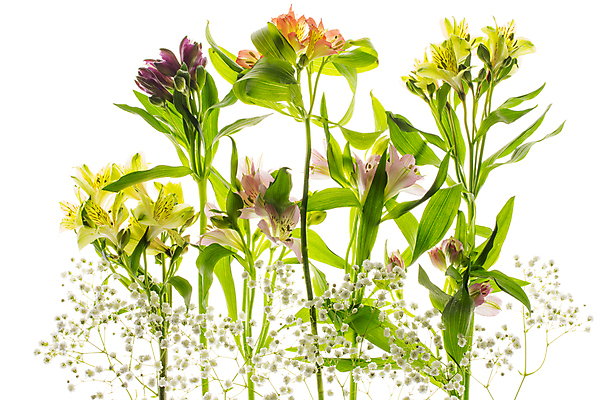 포토 JPG 해외이미지 식물 계절 꽃잎 꽃 분홍색 꽃다발 백그라운드 잎 꽃무늬 자연 벽지 선물 사람없음 장식 초록색 여름 빛 컬러풀 뷰티 노란색 정원 보라색 봄 벚꽃 흰색 축하 개화 우아함 선택 백합 다발 제비꽃 내추럴 고립 페루 해외포토 컬러 컨셉 무늬 남아메리카 생태계 파일형식 이미지허브