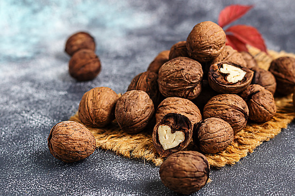 포토 JPG 해외이미지 재료 실내 사람없음 개암나무 헤이즐넛 개암 해외포토 나무 열매 내부 견과류 파일형식 이미지허브