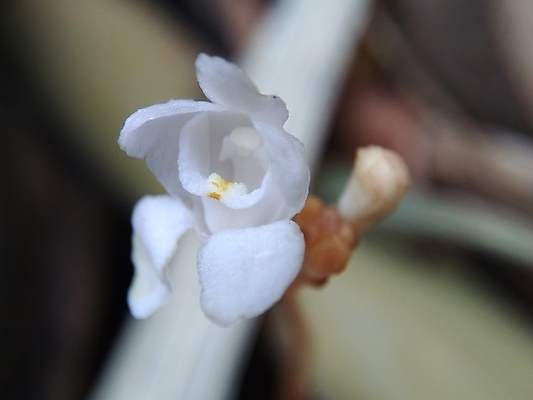 포토 JPG 해외이미지 식물 계절 꽃잎 꽃 분홍색 백그라운드 꽃무늬 밭 자연 바람 사람없음 야외 빨간색 초록색 빛 컬러풀 햇빛 뷰티 노란색 환경 정원 보라색 봄 들꽃 수확 벚꽃 흰색 시골 신선 개화 유기농 아로마 양귀비 내추럴 해외포토 자연요소 웰빙 컬러 무늬 농업 날씨 태양 생태계 파일형식 이미지허브