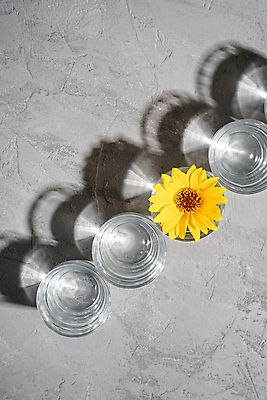 포토 JPG 해외이미지 꽃 회색배경 잔 그림자 사람없음 물 빛 노란색 투명 해외포토 자연요소 식물 식기 컬러 백그라운드 회색 파일형식 이미지허브