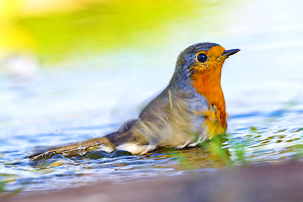 포토 JPG 해외이미지 동물 유럽 음료 야생동물 자연 조류 사람없음 야외 물 뷰티 환경 목욕 젖음 다양 연못 스페인 보호 숲 갈증 깃털 생태계 생물학 부리 서식지 동물상 보호구역 생태학 해외포토 자연요소 교육 나라 다수 컨셉 조형물 청결 구역 파일형식 이미지허브