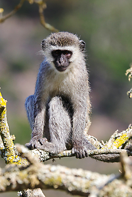 포토 JPG 해외이미지 나무 동물 응시 얼굴 야생동물 백그라운드 신체 포유류 자연 털 이끼 앉기 사람없음 세로 초록색 세계 환경 검은색 사진촬영 회색 흰색 나뭇가지 원숭이 숲 사파리 호기심 귀 내추럴 남아프리카 옛날 해외포토 식물 시선 감정 컬러 컨셉 모션 아프리카 신체부위 촬영 생태계 파일형식 이미지허브