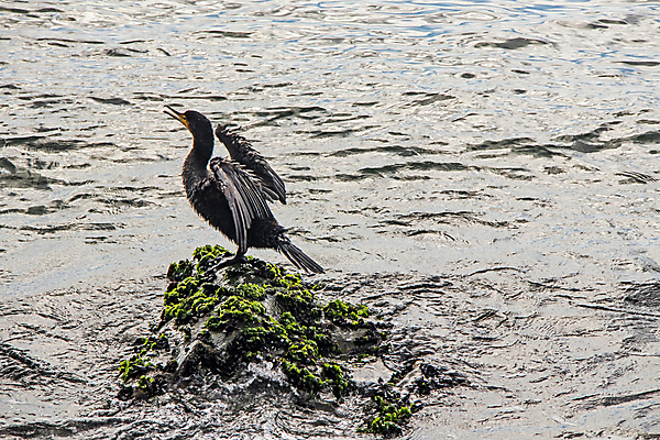 포토 JPG 해외이미지 바다 조류 이끼 사람없음 물 돌_바위 해외포토 자연요소 동물 파일형식 이미지허브