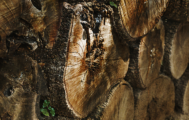 포토 JPG 해외이미지 모양 나무 식물 디자인 공원 파도 백그라운드 패턴 곡선 부분 표면 날씨 추상 풍경 사람없음 야외 목재 그래픽 컬러풀 햇빛 갈색 노란색 힘 성장 시골 거친 황무지 역사 질감 날것 통나무 내추럴 옛날 노화 해외포토 공공시설 선 바다 컬러 컨셉 무늬 재료 태양 파일형식 이미지허브