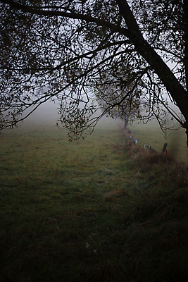 포토 JPG 해외이미지 나무 여행 백그라운드 잎 자연 하늘 아침 동화 날씨 그림자 사람없음 빛 환경 어둠 꿈 할로윈 회색 안개 나뭇가지 시골 떨어짐 위험 신비 무서움 공상 마법 나쁜 벌거벗은 악몽 오싹 해외포토 주간 식물 감정 컬러 컨셉 생태계 파일형식 이미지허브