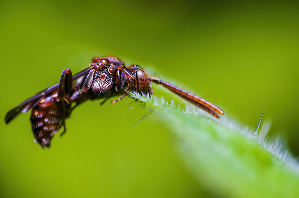 포토 JPG 해외이미지 식물 동물 계절 꽃 야생동물 나비 곤충 백그라운드 잎 날개 자연 사람없음 야외 초록색 빛 컬러풀 정원 닫기 해충 벌레 위험 작음 무서움 딱정벌레 묘사 싱글 생물학 무당벌레 거미 내추럴 고립 오싹 해외포토 교육 감정 컬러 컨셉 모션 크기 생태계 파일형식 이미지허브