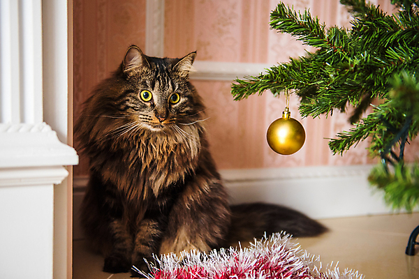 포토 JPG 해외이미지 나무 동물 행복 리본 크리스마스 장난 공 놀이 휴가 새로움 새해 주택 털 노르웨이 선물 안전 앉기 사람없음 장식 빛 반려동물 장난감 크리스마스트리 노란색 머리카락 고양이 손상 축하 인사 숲 큼 모피 연도 꼬리 얼룩무늬 솜털 총구 해외포토 식물 기념일 감정 유럽 컬러 컨셉 무늬 포유류 모션 건물 머리 예절 크기 파일형식 이미지허브