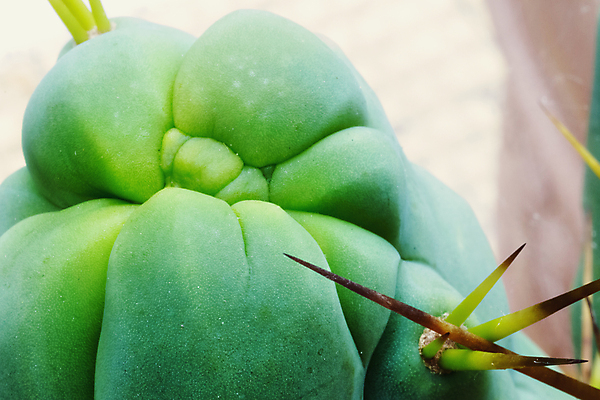 포토 JPG 해외이미지 식물 꽃 백그라운드 자연 선인장 풍경 사람없음 야외 초록색 뷰티 신선 가시 황무지 묘사 질감 웨이브 날카로움 고립 많음 해외포토 컬러 컨셉 생태계 파일형식 이미지허브