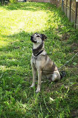 포토 JPG 해외이미지 동물 1 응시 행복 백그라운드 포유류 가족 자연 털 건강 사람 사람없음 야외 여름 반려동물 태양 갈색 노란색 머리 흰색 시골 표현 입 개 달콤 강아지 혀 송곳니 거짓말 기르기 반투명 해외포토 자연요소 시선 계절 감정 컬러 관계 신체부위 맛 치아 생태계 돌봄 파일형식 이미지허브