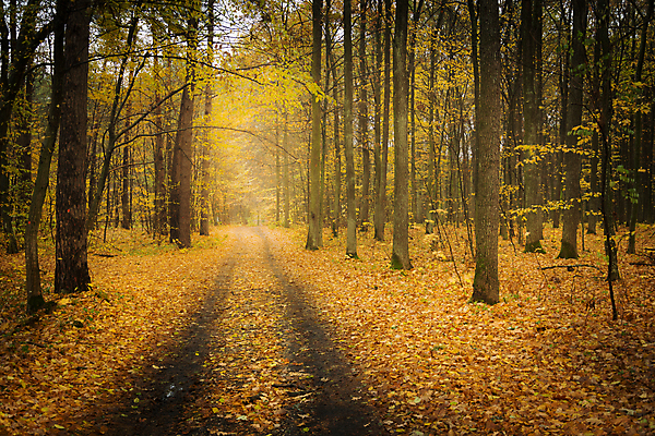 포토 JPG 해외이미지 나무 계절 공원 도로 길 여행 낙엽 잎 오렌지 자연 풍경 사람없음 야외 목재 빛 노란색 가을 시골 황금 숲 먼지 10월 삼림지대 해외포토 식물 공공시설 컬러 과일 재료 교통시설 날짜 생태계 파일형식 이미지허브