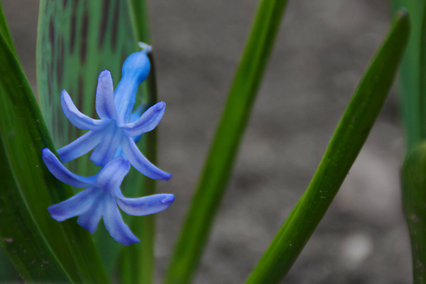 포토 JPG 해외이미지 식물 계절 공원 꽃잎 꽃 꽃다발 잎 꽃무늬 밭 사람없음 초록색 여름 파란색 햇빛 태양 환경 정원 보라색 봄 활발 성장 벚꽃 신선 개화 다발 묘사 유기농 원예 냄새 화단 라일락 내추럴 생태학 히아신스 해외포토 자연요소 웰빙 공공시설 교육 컬러 컨셉 무늬 농업 취미 파일형식 이미지허브