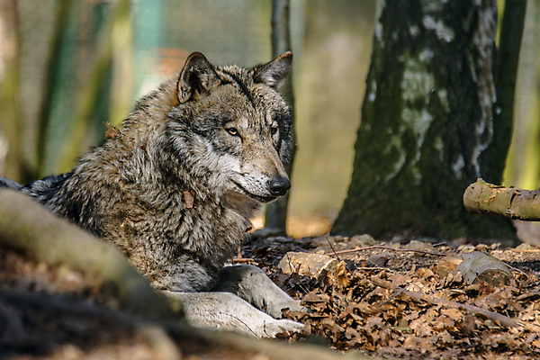 포토 JPG 해외이미지 주간 한마리 야생동물 엎드리기 사람없음 야외 아웃포커스 소프트포커스 늑대 해외포토 자연요소 동물 1 포유류 모션 촬영기법 파일형식 이미지허브