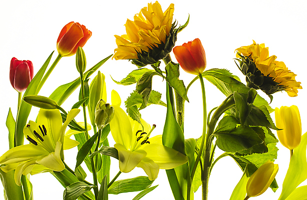 포토 JPG 해외이미지 식물 계절 꽃잎 꽃 꽃다발 결혼 백그라운드 잎 꽃무늬 오렌지 자연 휴가 해바라기 발렌타인데이 선물 사랑 사람없음 장식 초록색 컬러풀 뷰티 장미 노란색 정원 꽃병 봄 튤립 벚꽃 흰색 축하 신선 그룹 난초 다발 배열 내추럴 고립 해외포토 감정 컬러 컨셉 무늬 과일 데이이벤트 이벤트 생태계 파일형식 이미지허브