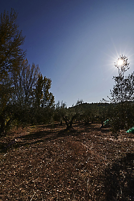 포토 JPG 해외이미지 나무 식물 계절 유럽 음식 여행 농업 자연 건강 사람없음 야외 가로 초록색 컬러풀 뷰티 농장 정원 수확 안개 성장 나뭇가지 시골 신선 스페인 숲 지중해 고민 에코 생태계 생물학 날것 내추럴 바이오 뿌연 숙성 해외포토 교육 감정 나라 산업 바다 컬러 날씨 환경 파일형식 이미지허브
