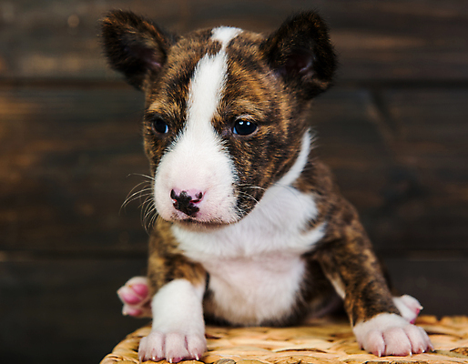 포토 JPG 해외이미지 크리스마스 겨울 실내 앉기 사람없음 반려동물 바구니 귀여움 개 강아지 해외포토 동물 계절 기념일 컨셉 포유류 모션 내부 파일형식 이미지허브