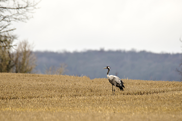 포토 JPG 해외이미지 동물 척추동물 계절 야생동물 날개 자연 조류 종류 사람없음 계곡 회색 시골 연못 황무지 깃털 기중기 서식지 내추럴 해외포토 컬러 중장비 생태계 파일형식 이미지허브