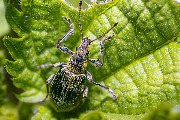 포토 JPG 해외이미지 식물 동물 꽃 야생동물 곤충 백그라운드 절지류 신체 자연 휴식 사람없음 빨간색 초록색 빛 뷰티 갈색 노란색 환경 정원 검은색 봄 줄무늬 젖음 흰색 구출 닫기 벌레 숲 딱정벌레 묘사 무당벌레 병정 내추럴 고립 동물상 해외포토 계절 컬러 컨셉 무늬 모션 조형물 도움 생태계 파일형식 이미지허브