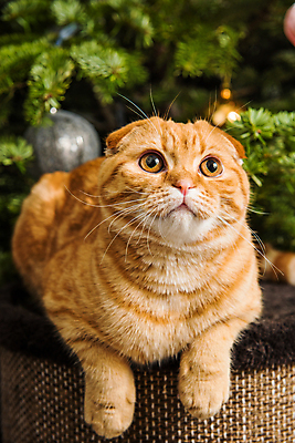 포토 JPG 해외이미지 한마리 응시 엎드리기 크리스마스 실내 사람없음 아웃포커스 반려동물 상자 크리스마스트리 귀여움 고양이 스코티시폴드 반려묘 해외포토 동물 1 시선 기념일 컨셉 포유류 모션 촬영기법 내부 파일형식 이미지허브