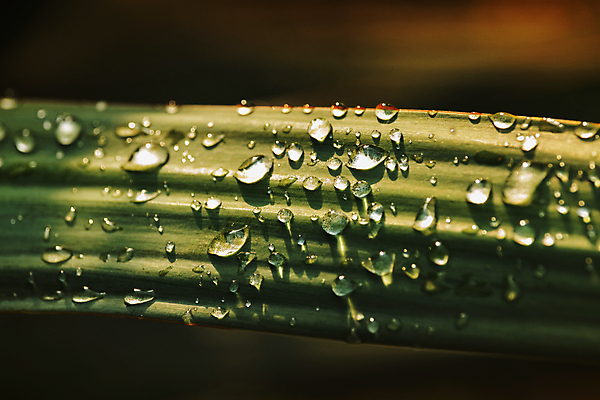 포토 JPG 해외이미지 모양 식물 물결 백그라운드 잎 곡선 자연 표면 풍경 사람없음 야외 장식 초록색 물 빛 반사 정원 습기 젖음 물방울 신선 원형 투명 액체 우아함 순수 묘사 보케 덮기 광택 많음 해외포토 자연요소 도형 선 컬러 컨셉 모션 생태계 파일형식 이미지허브