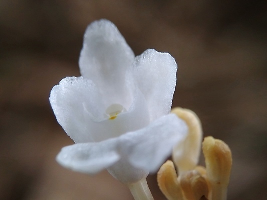 포토 JPG 해외이미지 식물 계절 꽃잎 꽃 분홍색 백그라운드 꽃무늬 밭 자연 바람 사람없음 야외 빨간색 초록색 빛 컬러풀 햇빛 뷰티 노란색 환경 정원 보라색 봄 들꽃 수확 벚꽃 흰색 시골 신선 개화 유기농 아로마 양귀비 내추럴 해외포토 자연요소 웰빙 컬러 무늬 농업 날씨 태양 생태계 파일형식 이미지허브